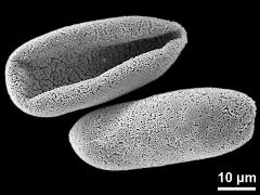 dry pollen grains