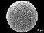 hydrated pollen grain