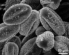 dry pollen grains