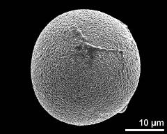 hydrated pollen grain