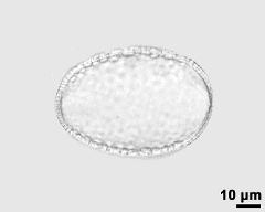 pollen grain after acetolysis