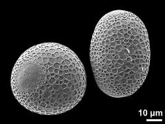 hydrated pollen grains