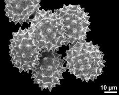 dry pollen grains