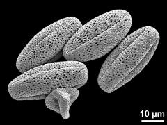 dry pollen grains