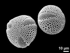 hydrated pollen grains