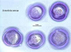 hydrated pollen