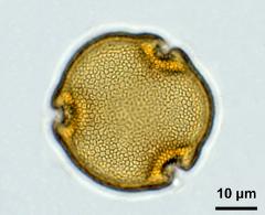 acetolyzed pollen,polar view