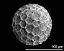 hydrated pollen grain