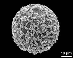 hydrated pollen grain