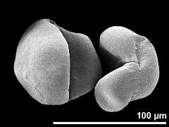 dry pollen grains