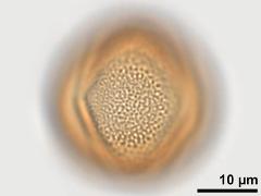 acetolyzed pollen,equatorial view