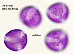 hydrated Pollen