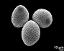 hydrated pollen grains