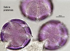 hydrated pollen