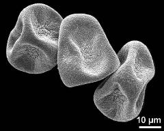 dry tetrads