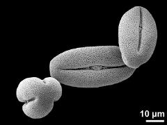 dry pollen grains