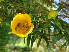 Flower with visiting pollinator