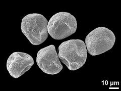 dry pollen grains