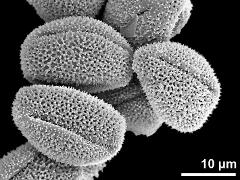 dry pollen grains