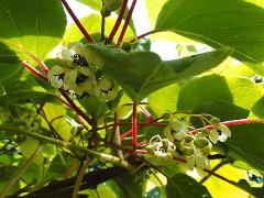 inflorescence(s)