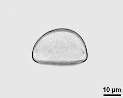 pollen grain after acetolysis