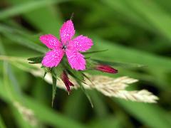 flower(s)