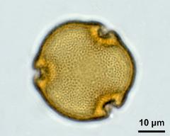 acetolyzed pollen,polar view