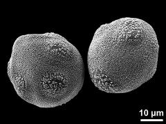 hydrated pollen grains