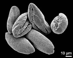 dry pollen grains