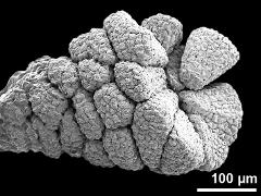 pollinium