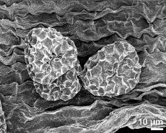 dry pollen grains