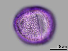 equatorial view,hydrated pollen