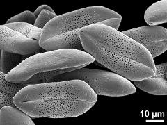 dry pollen grains