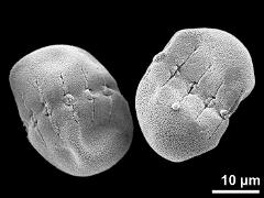 dry pollen grains