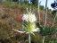 inflorescence of Dipsacus laciniatus