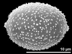 hydrated pollen grain