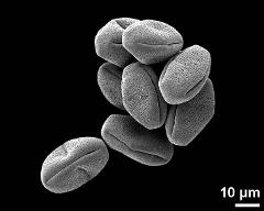 dry pollen grains