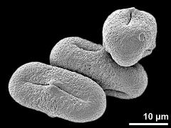 dry pollen grains