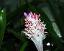 flowers of Aechmea dealbata