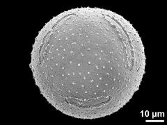 hydrated pollen grain