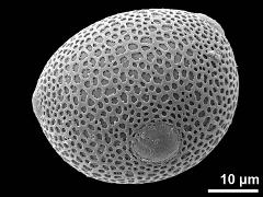 hydrated pollen