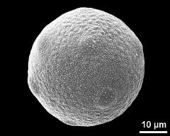 hydrated pollen grain