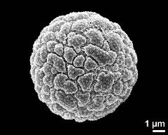 hydrated pollen grain