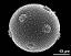 hydrated pollen grain