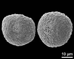 hydrated tetrads