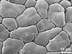 surface of pollinium