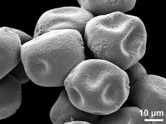 dry pollen grains