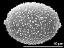 hydrated pollen grain