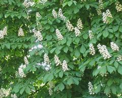 flowers of Aesculus hippocastanum