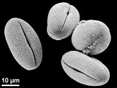 dry pollen grains